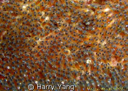 crown fish's eggs.
Casio EX - z1000
 by Harry Yang 